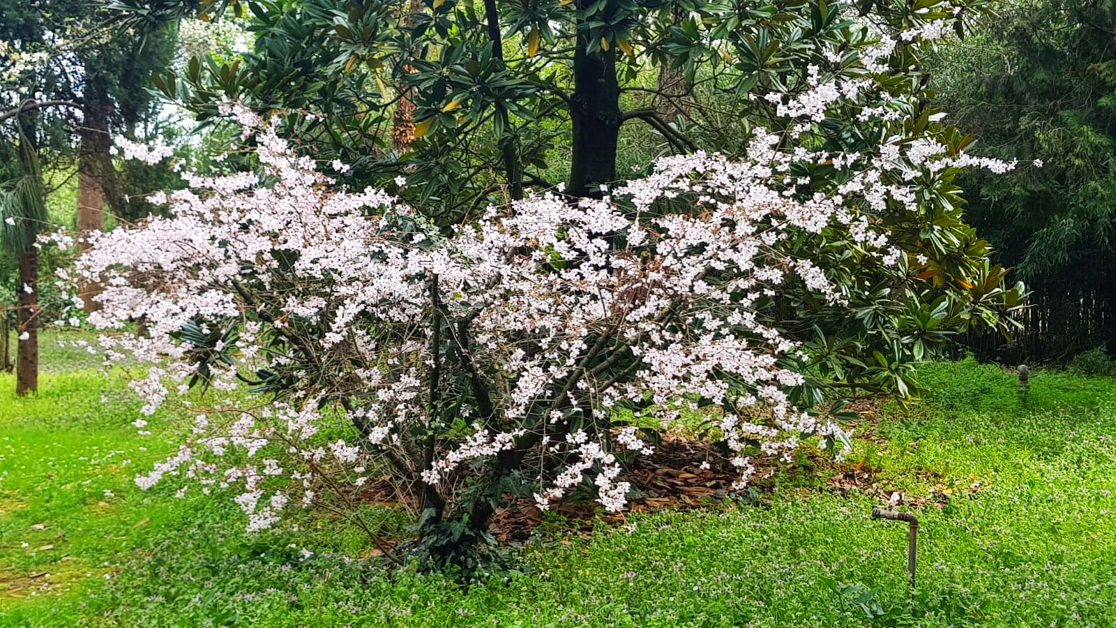 karaca-arboretum-vakfi-yatay-002.jpg