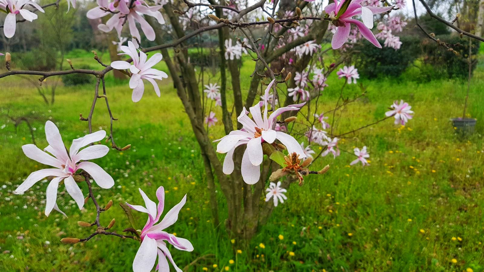 karaca-arboretum-vakfi-yatay-003.jpg
